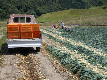 「ホタルの里/窪野野菜」新玉ねぎ取込み!