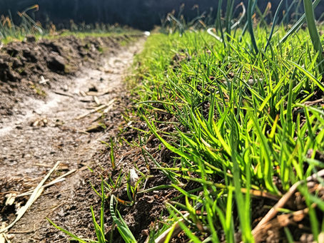 【玉ねぎ日記 vol.19】「春の足音と共に。2種類の除草剤で、大切な玉ねぎを守る!」