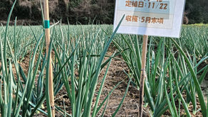 玉ねぎ日記：vol27　「ターザン」と「もみじ3号」。色とりどりの目印で測る、春の急成長！