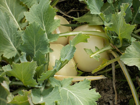「ホタルの里/くぼの野菜」中カブ(スワン)出荷!