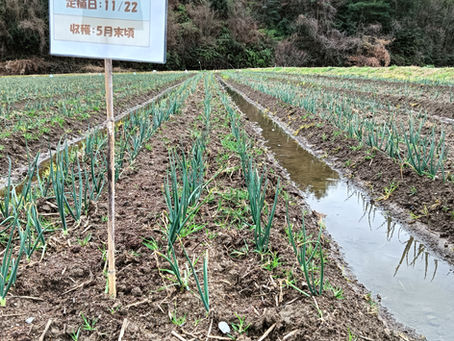 【玉ねぎ日記:vol21】100日の渇きを癒やす55mm!恵みの雨に、玉ねぎと笑う。