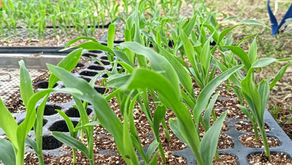 いよくぼ旬だより：vol.7｜夏のエース、圃場へ！スイートコーン「ほおばりコーン」の定植が完了。