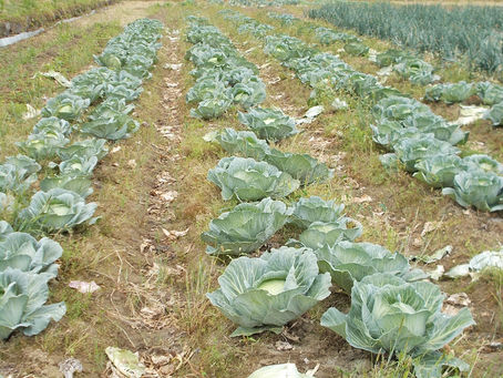 「ホタルの里/くぼの野菜」タマネギとキャベツを出荷!