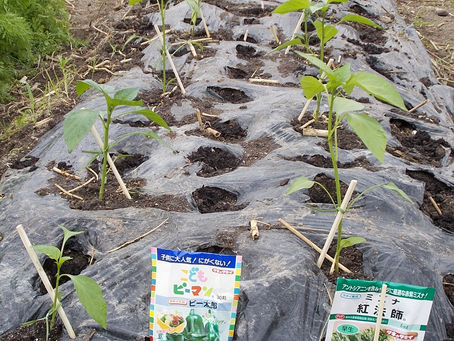 こどもピーマン「ピー太郎」を定植!