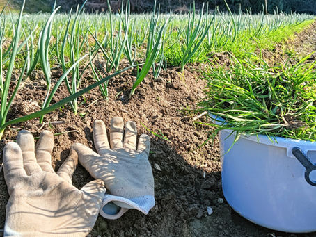 「玉ねぎ日記:vol23」「手」が一番の特効薬。止め肥え前の草引き。