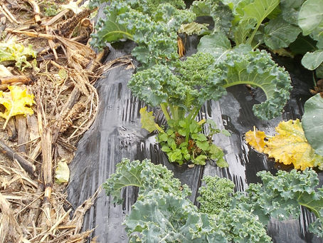 「ホタルの里/窪野野菜」カリーノケール出荷!