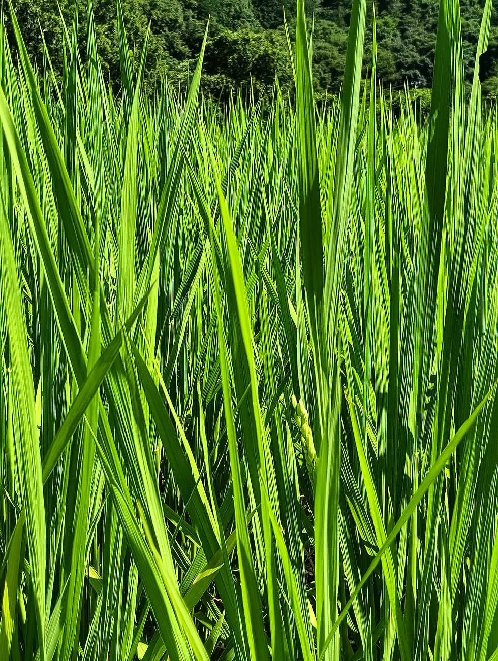 7月30日、ポツポツと穂が出始めました。米どころ新潟や東日本では渇水と高温で大幅な減収が見込まれるとの報道もあります。幸いなことに我々のところは、池水からの供給により順調に生育しています。但し、8月7日ごろまでは雨マークが無いので、大切に使わないといけません。今年も米不足にならなければいいのですが・・。数量限定の「窪野米」先行予約は以下より。https://www.iyokubonofarm.com