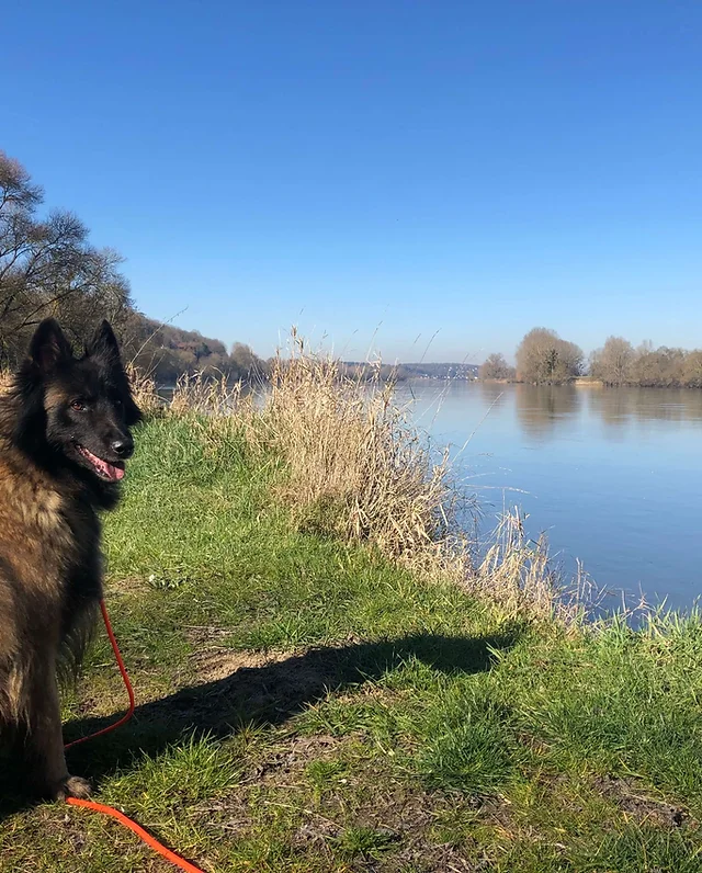 Education Canine Angers Brissac 49 Garde Animaux Les Forêts