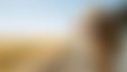 Transporter votre animal c'est bien. En sécurité, c'est mieux !