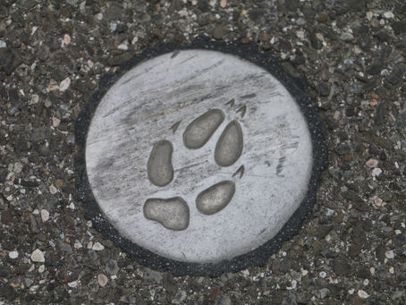 Sur les traces du Renard 🦊