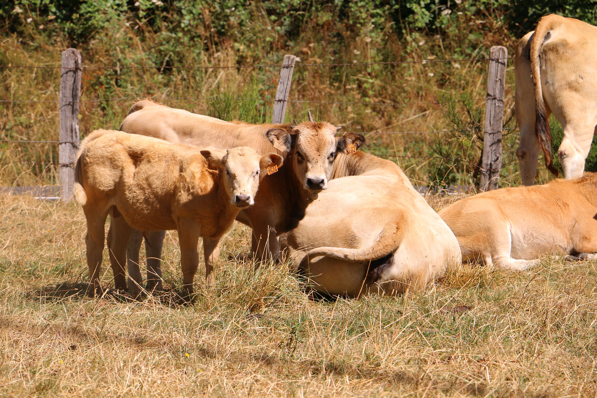 swissguesthousesitters remplacementmaisndhotes aubrac innkeeper