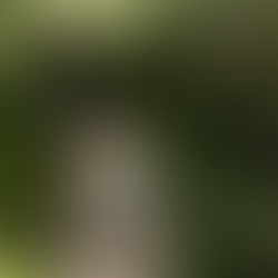Garden Maintenance Balmain: Keep Your Terrace Looking Great
