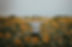 IMGL7459-Editar_websize.jpg