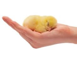 Sleeping Chick