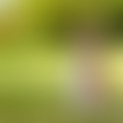 ¿Por qué los perros aúllan?