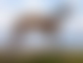 Razas de perro con el carácter más tranquilo.