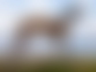 Razas de perro con el carácter más tranquilo.