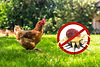 huhn-und-stopp-die-rote-vogelmilbe.jpg