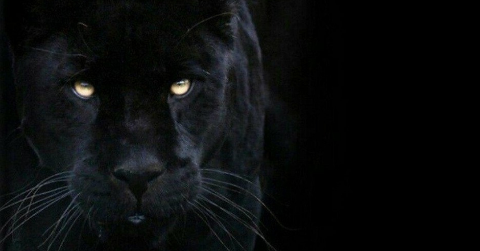 jaguar sound journey website.png