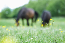 Zwei Pferde grasen auf einer Wiese, im Vordergrund sind gelbe Blüten zu sehen.