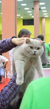 FROIDEVAUX F. chat1.png