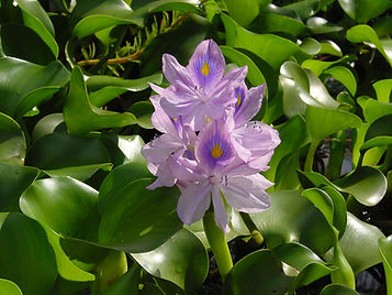 Photo of Water Hyacinth Eichhorniacrassipes