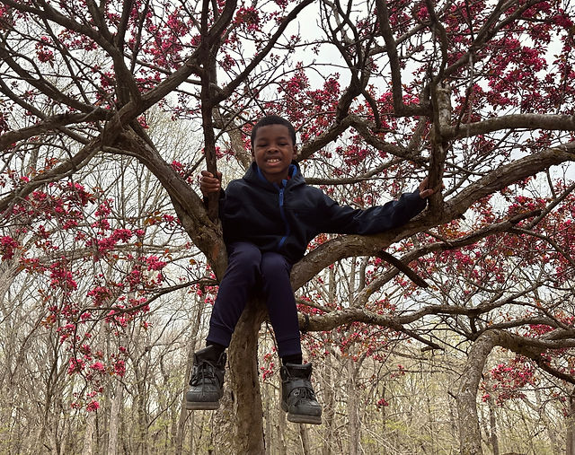 boys climbing trees at remnant nature academy