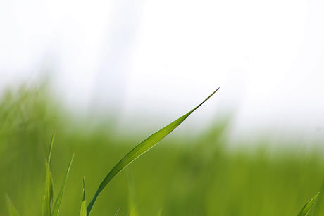 grass .jpg