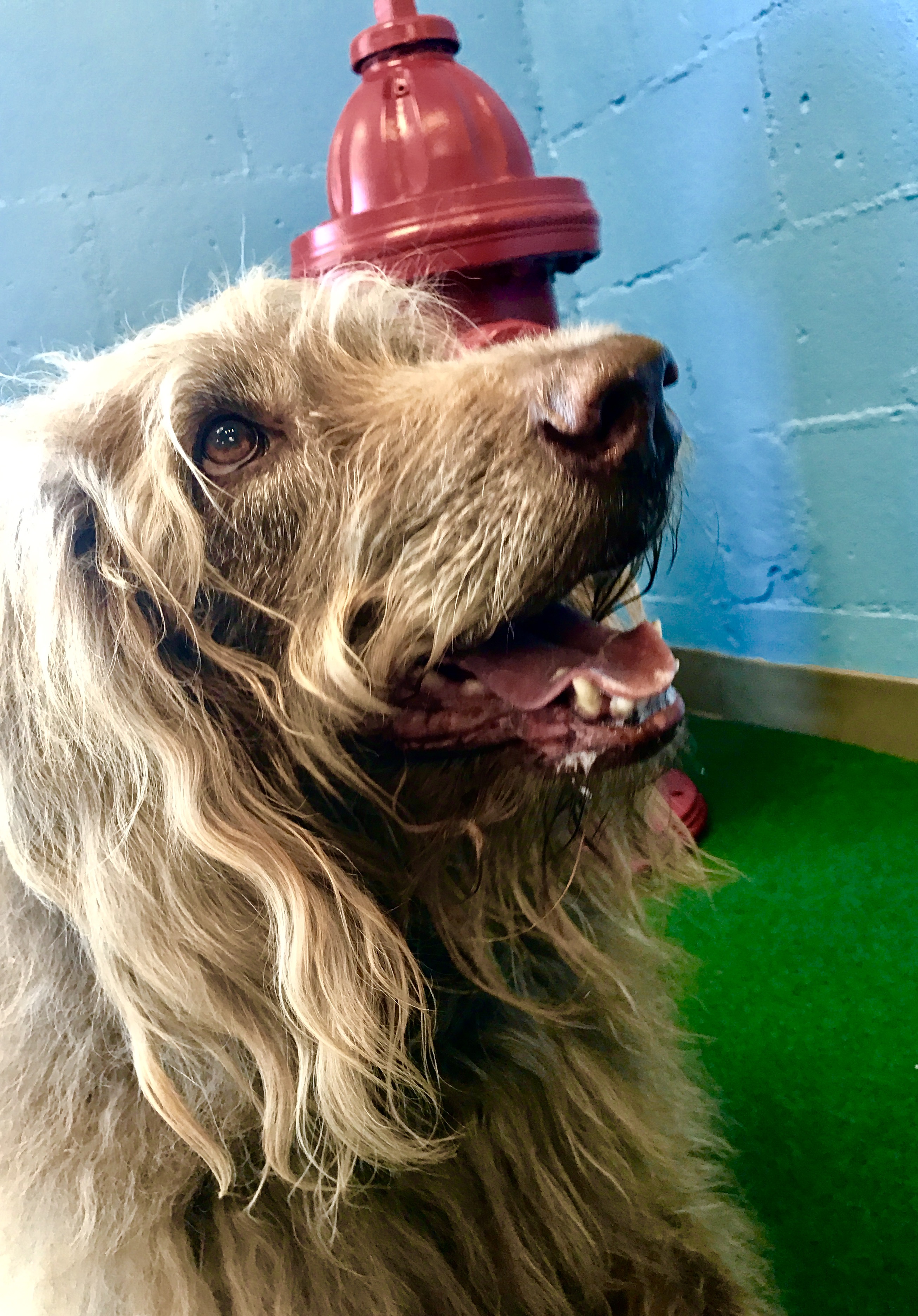 Pet Boarding Dog Grooming Charleston SC Pet Services