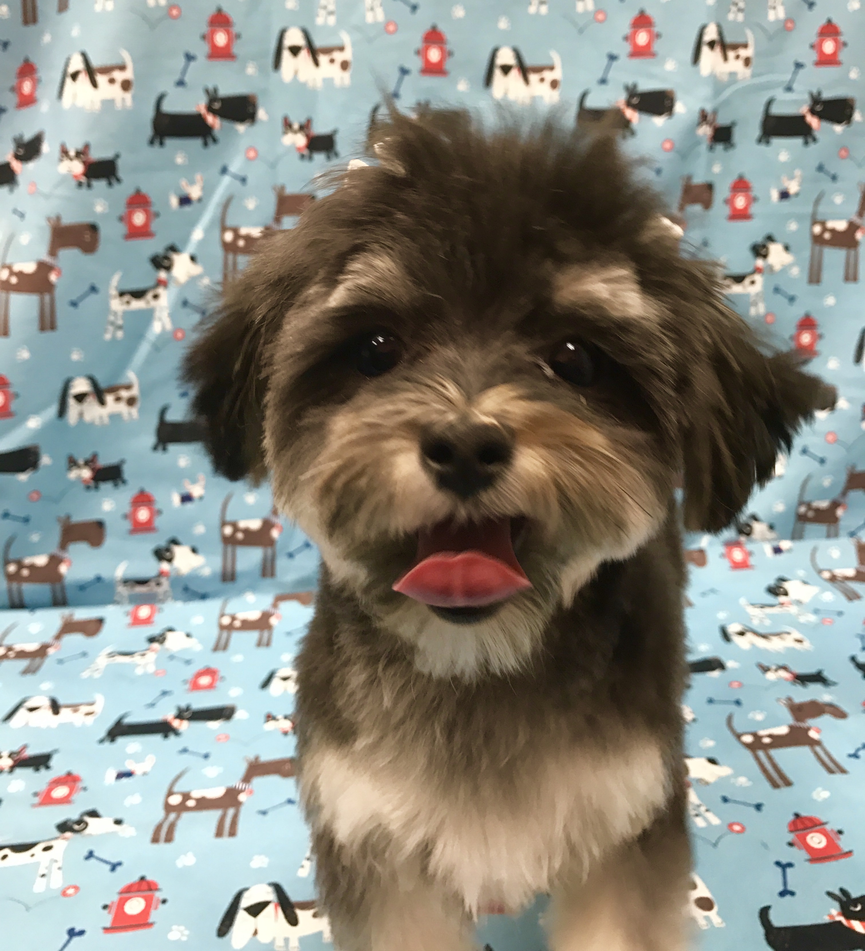 Pet Boarding Dog Grooming Charleston SC Pet Services