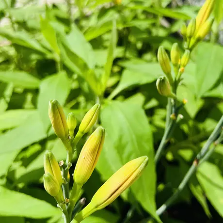 金針菜（黄花菜、乾燥百合の花）