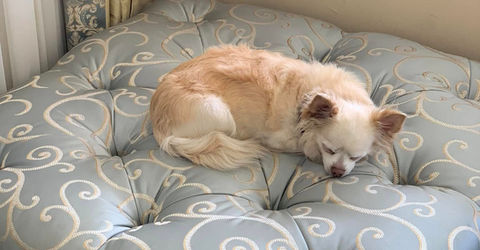 Custom tufted ottoman in blue fabric with decorative fringe and trim, featuring a small dog.