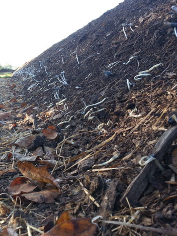 mushrooms growing off the side of fungal compost