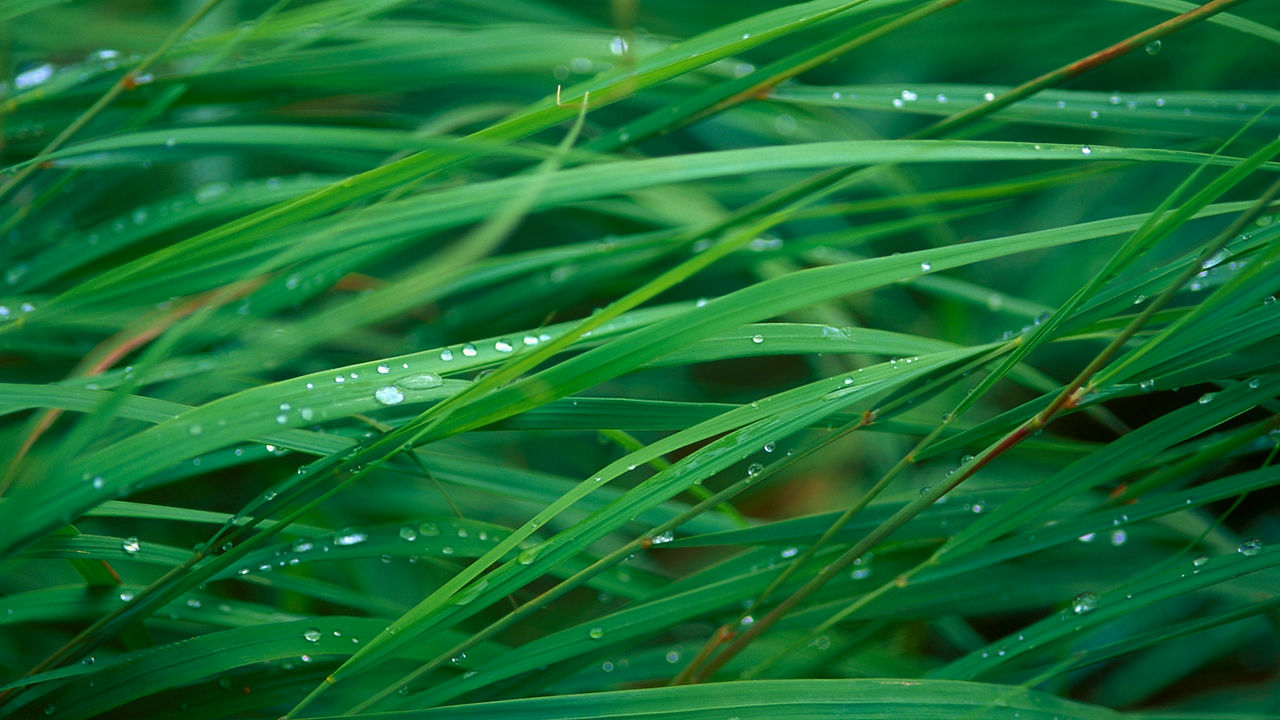 herbes.jpg