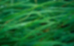 herbes.jpg