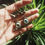 Miniature : Boucles d'oreilles simples Œil laiton 