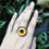 Miniaturbild: Augenring