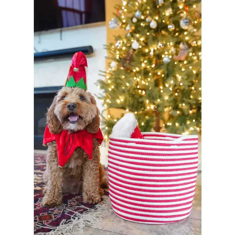 Thumbnail: Midlee Elf Dog Hat with Bell Neck Band Dog Costume On Dog