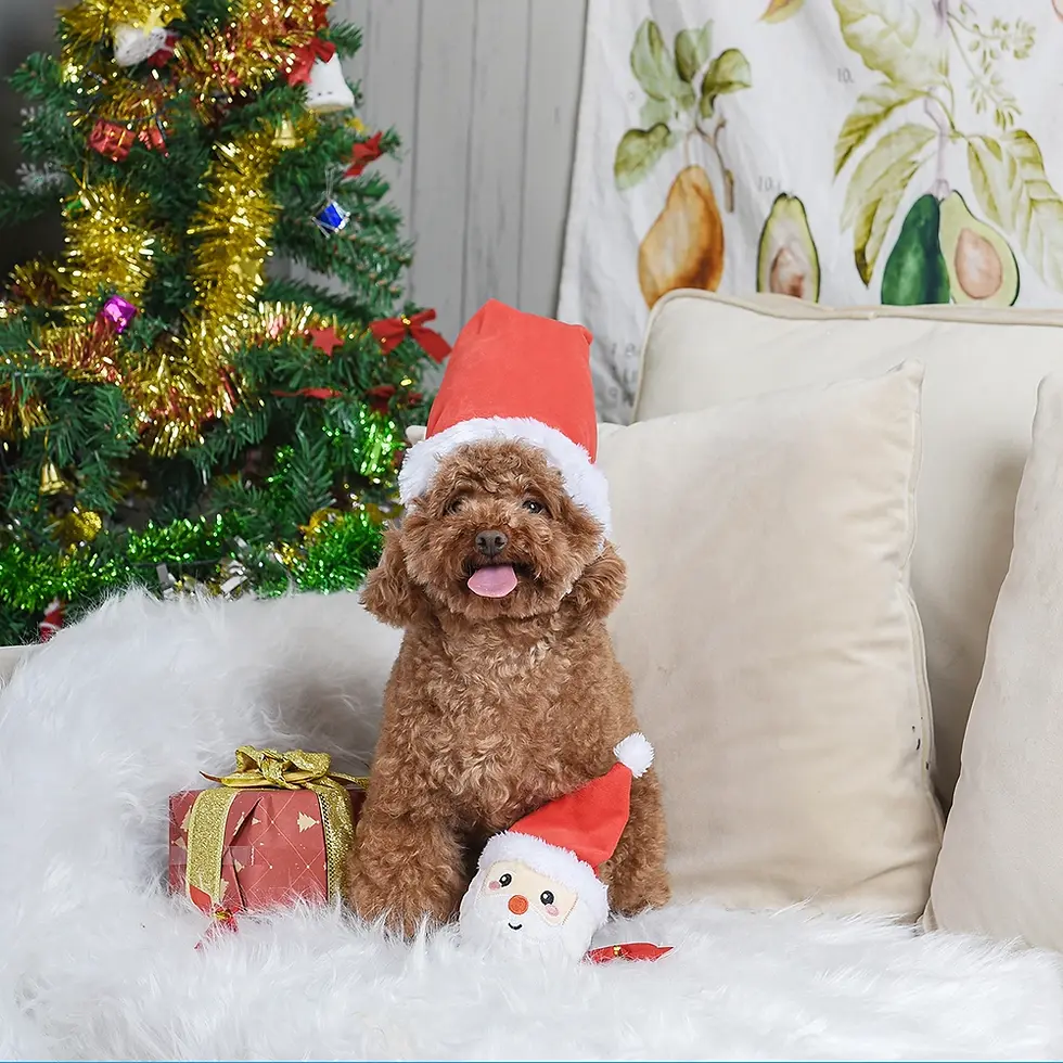 Thumbnail: Dog with Santa Dog Toy