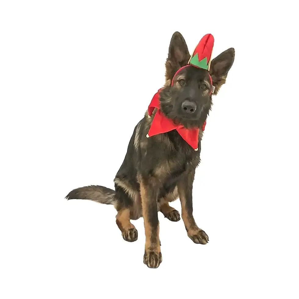 Thumbnail: Midlee Elf Dog Hat with Bell Neck Band Dog Costume On Dog