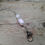 Thumbnail: Rose Quartz and White Jade Crystal Lanyard