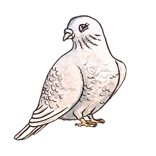 Dara.png