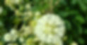 LEG. Acacia (13).JPG