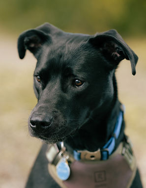 Benny, Chief Comfort Officer at Rella Counseling