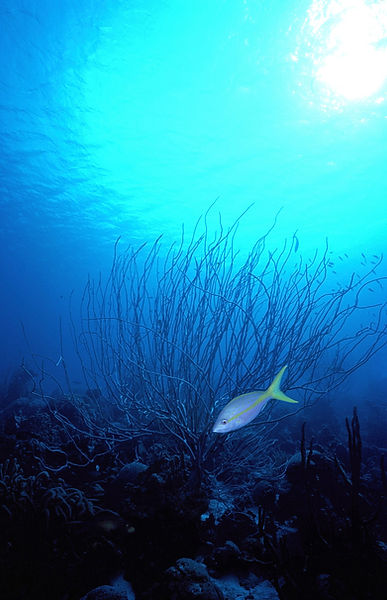 Winter Seascape | lone yellowtail by soft coal against a blue and teal ombre from sunshine | underwater | underwater life | underwater photography | underwater world | undersea | undersea life | undersea world | florida keys | florida keys life | nature | nature photography | uw photography | diving photography | scuba diving photos | scuba diving magazine | diving magazine | coral | coral reef | diver |