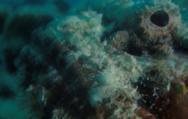 Love | scorpian fish close up in teals and beiges| underwater photography | underwater world | you are loved | scorpion fish