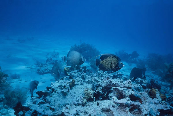 Did we make a wrong turn?| Angel fish at edge of reef with white sand and blue sea | underwater | underwater life | underwater photography | underwater world | undersea | undersea life | undersea world | florida keys | florida keys life | nature | nature photography | uw photography | diving photography | scuba diving photos | scuba diving magazine | diving magazine | coral | coral reef | diver |