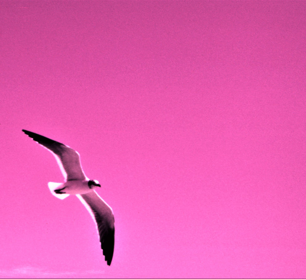 | florida keys | florida keys life | nature | nature photography
