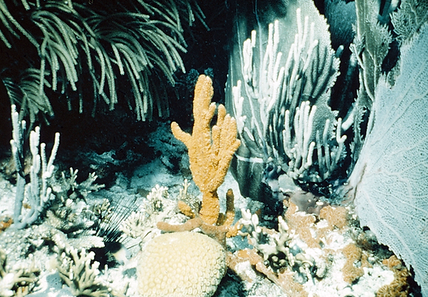 Undersea Still LIfe | a snap shot of the coral reef presumably at night in subdued colors | underwater photography | underwater world | underwater life | coral reef | salt life | reef life