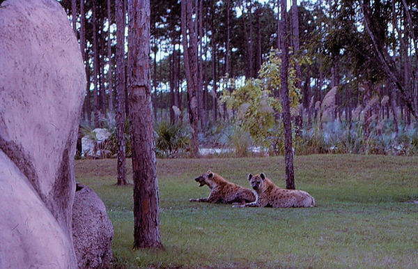 Hyenas|a pair of hyenas in the grass at the zoo |zoovisit|zoo|hyena